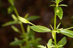 Florida hedgehyssop